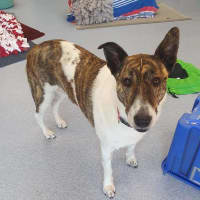 Photo of Mopsey