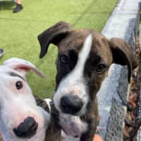 Photo of D1275 Paige