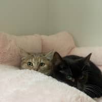 Photo of Astrid & Nova