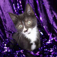 Photo of Rivet