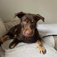 Photo of Coco   1 Year Old Kelpie X Wolfhound