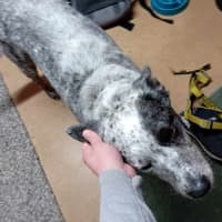 Photo of Bagel