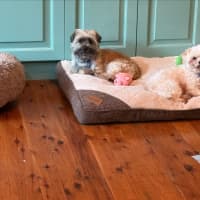 Photo of Bella & Ollie   6 Year Old Maltese X