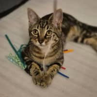 Photo of Pepper