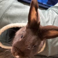 Photo of Cadbury