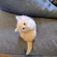 Photo of Huxley