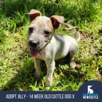 Photo of Jilly   14 Week Old Cattle Dog X (Trial)