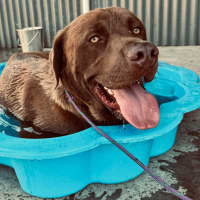 Photo of Koda   1.5 Year Old Labrador X