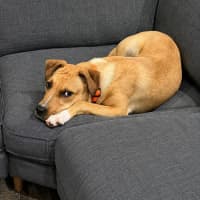 Photo of Timmy   11 Month Old Mastiff X