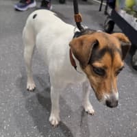 Photo of Jackjack