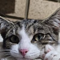 Photo of Gracie