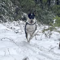 Photo of Archie
