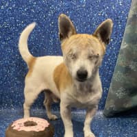 Photo of Odie