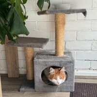 Photo of Nemo