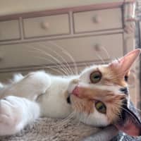 Photo of Clementine 