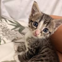 Photo of Yoda