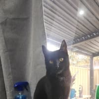 Photo of Saffie