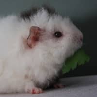 Photo of Ivey