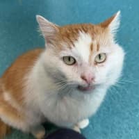 Photo of Samson