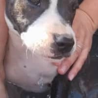 Photo of Tina🥇12 Week Old Staffy X Ridgeback Puppy