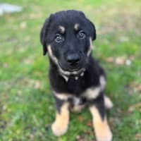 Photo of Boobook