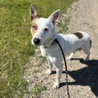 Photo of Bolt