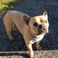 Photo of Duke   3 Year Old French Bulldog (Trial)