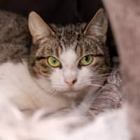 Photo of Denali