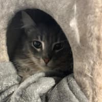 Photo of 🐭 Stevie 🐭