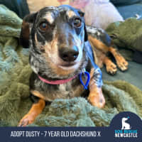 Photo of Dusty   7 Year Old Dachshund X