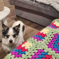 Photo of Scruffy And Bozzi