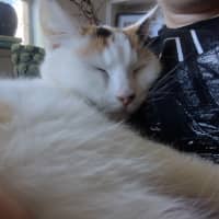 Photo of Sigrid