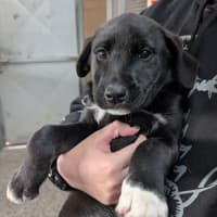 Photo of Luna