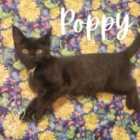 Photo of 🖤 Poppy 🖤