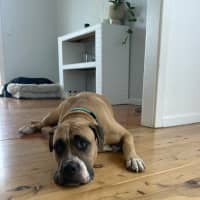 Photo of Tess   5 Year Old Mastiff X Staffy