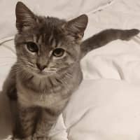Photo of Tigger