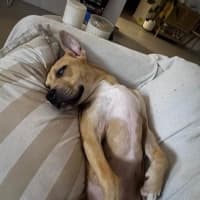 Photo of Buster   8 Month Old Staffy X Shar Pei