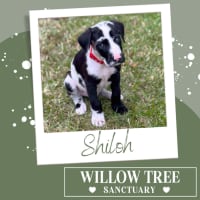 Photo of Shiloh