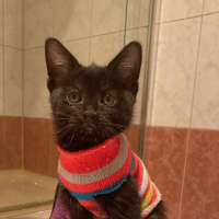 Photo of Abatha   In Foster Care In Greensborogh