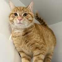 Photo of Dexter