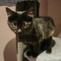 Photo of Luca (In Foster Care In Templestowe)