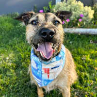 Photo of Noah *$250 Adoption Fee*