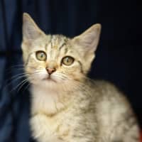 Photo of Nala 