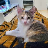 Photo of Catalina **2nd Chance Cat Rescue **