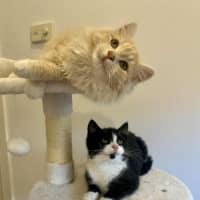 Photo of Jasper   In Foster In Doreen