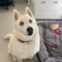 Photo of 🌻 Maya 5035 🌻