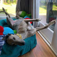 Photo of Marsupalami