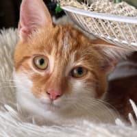 Photo of Sizzle