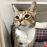 Photo of Socks