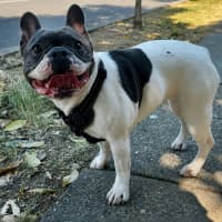 Photo of Dolly 